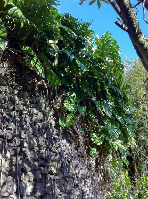 Quinta do Espírito Santo Casa de hóspedes Angra do Heroísmo Exterior foto